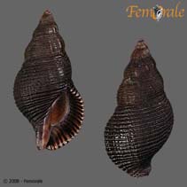 Image of Lirabuccinum dirum (Dire whelk)