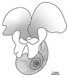 Image of Limacina helicina (Helicid pteropod)