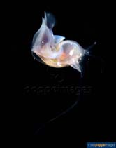 Image of Limacina inflata (Planorbid pteropod)