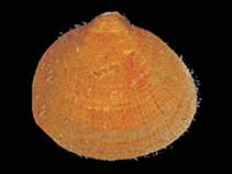 Image of Limopsis lilliei 