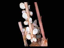 Image of Lissarca notorcadensis 