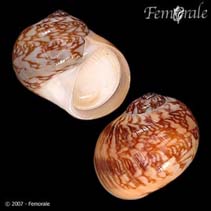 Image of Natica arachnoidea (Spider moon snail)