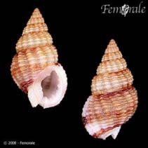 Image of Nassarius scissuratus 