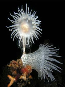 Image of Nemanthus annamensis (Gorgonian wrapper)