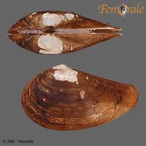 Image of Nuculana pernula (Northern nutclam)