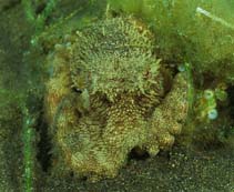 Image of Octopus bocki (Bock\