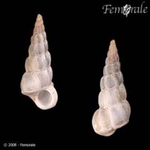 Image of Opalia borealis (Boreal wentletrap)