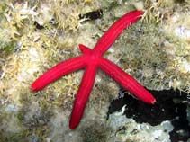 Image of Ophidiaster ophidianus (Purple seastar)