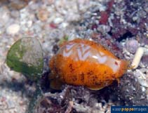 Image of Palmadusta ziczac (Zigzag cowry)