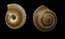 Image of Philippia lutea 