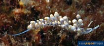 Image of Phyllodesmium magnum (Great phyllodesmium)