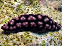 Image of Phyllidiella nigra (Black phyllidiella)