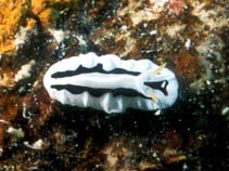 Image of Phyllidiopsis shireenae (Shireen\