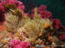 Image of Plumularia setacea (Little seabristle)