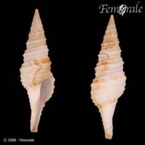 Image of Polystira florencae 