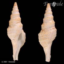 Image of Polystira nobilis 