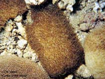 Image of Polyphyllia novaehiberniae (Joker\