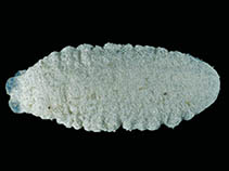 Image of Pseudostichopus mollis (Sandy sea cucumber)