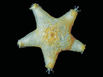 Image of Pteraster affinis 