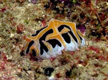 Image of Reticulidia fungia (Warty nudibranchia)