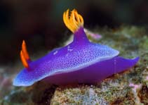 Image of Risbecia apolegma (Royal Hypselodoris)