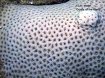 Image of Siderastrea savignyana (African pillow coral)