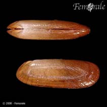 Image of Solemya occidentalis (West Indian awningclam)