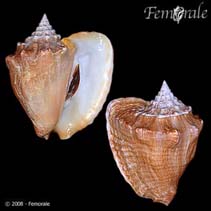 Image of Macrostrombus costatus (Milk conch)