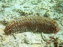 Image of Thelenota ananas (Prickly redfish)