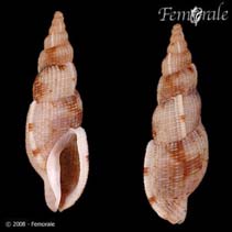 Image of Tritonoharpa lanceolata (Arrow dwarf triton)