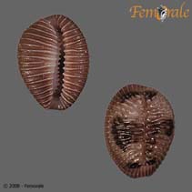 Image of Pusula pediculus (Coffeebean trivia)