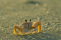 Image of Uca pugilator (Atlantic sand fiddler)