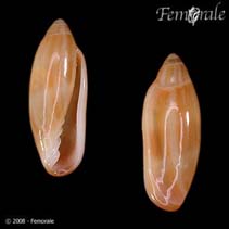 Image of Volvarina avena (Orange-band marginella)