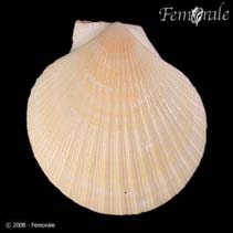 Image of Zygochlamys delicatula (Delicate scallop)