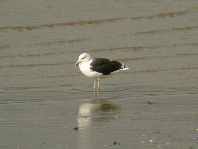 Larus marinus