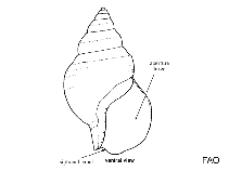 Image of Buccinum cyaneum (Bluish whelk)
