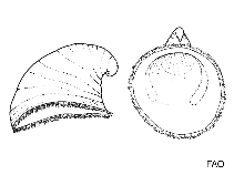 Image of Verticosta pyramis 