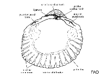 Image of Parvicardium scabrum 