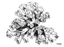 Image of Premocyathus cornuformis (Lesser horn coral)