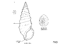 Image of Cerithium alutaceum 
