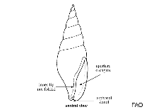 Image of Mokumea fuscolineata 