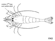 Image of Pontophilus norvegicus (Norwegian shrimp)