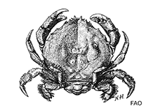 Image of Hypoconcha parasitica (Rough shellback crab)