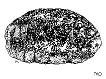 Image of Labidodemas pseudosemperianum 
