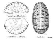 Image of Lepidozona trifida (Three-rib chiton)