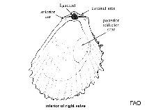 Image of Limatula hyperborea (Arctic fileclam)