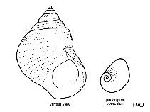 Image of Littoraria carinifera (Carinate periwinkle)