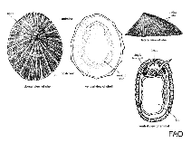 Image of Testudinalia testudinalis (Common tortoiseshell limpet)