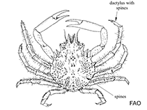 Image of Stenocionops ovatus (Velvet spidercrab)
