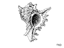 Image of Favartia roseotincta 